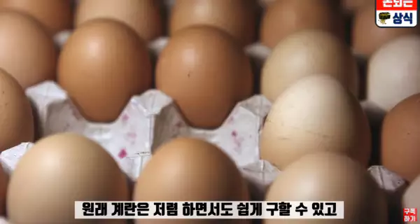 계란-고르는-방법