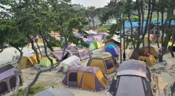 알박기-텐트-근절
