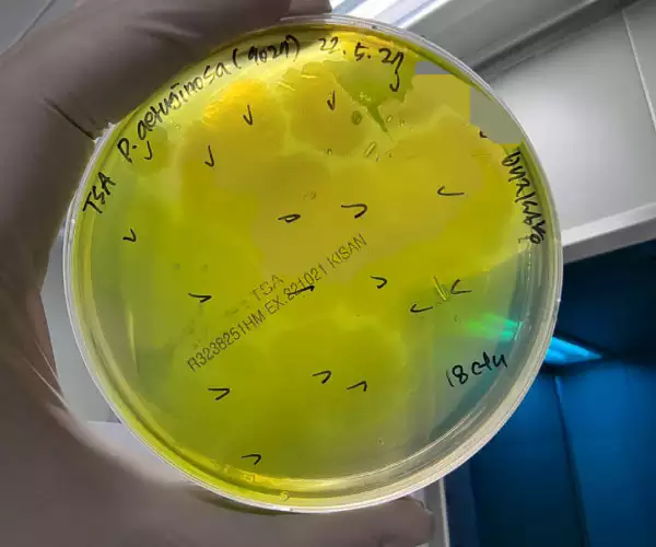 실제-녹농균-배양-실험
